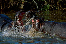 Male Hippopotamus fighting over female {Hippopotamus amphibius} Kruger NP South Africa