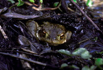 Common European toad in leaf litter (Bufo bufo) Austria