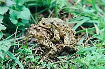 Common European Toads in amplexus (Bufo bufo) England