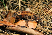 Stump-tailed Chameleon. (Brookesia permeata) Madagascar.