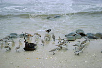 Horseshoe crabs (Limulus polyphemus) spawning, and Turnstones on beach. NJ, USA