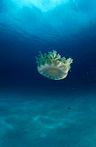 Upsidedown jellyfish (Cassiopeia sp) Caribbean