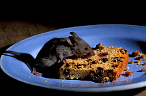 House mouse feeding on cake {Mus musculus} UK