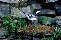 Pied Wagtail coming to nest with food (Motacilla alba yarrellii) Wales