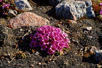Purple saxifrage {Saxifraga oppositifolia} Ellesmere Is Canada