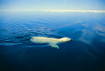 Polar bear swimming. Canada (Ursus maritimus) NW Territories