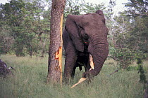 African elephant {Loxidonta africana} with one tusk tearing bark from Marula tree. Kruger