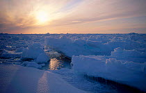 Midnight sun on broken pack ice. Admiralty Inlet Canada