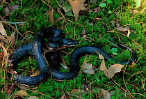Black rat snake (Elaphe obsoleta) Maryland, USA