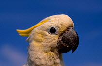 Sulphur crested cockatoo portrait (Kakatoe galerita) captive UK
