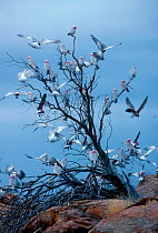 Flock of Galah cockatoos arriving at rock hole {Eolophus roseicapilla} Australia