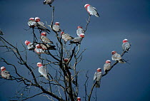 Flock of Galah cockatoos in tree {Eolophus roseicapilla} Australia