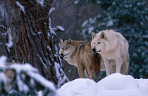 Grey wolves in snow {Canis lupus} Captive