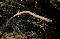 Olm / blind salamander on rocks {Proteus anguinus} Germany