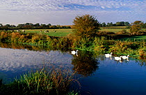 Swans on river Stour Sturminster Newton Dorset UK.