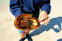 Naturalist examines underside of horseshoe crab {Limulus polyphemus) Florida USA