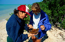 Naturalists examine underside of horseshoe crab {Limulus polyphemus} Florida USA