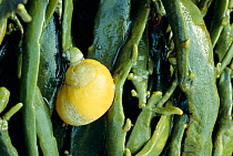 Flat periwinkle (Littorina littoralis) feeds on Fucus seaweed, Scotland