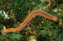 Fire worm (Hermodice carunculata) Indo-pacific