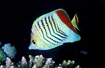 Crown butterfly fish, Red Sea (Chaetodon paucifasciatus)