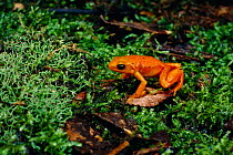 Golden Mantella Frog, Madagascar (Mantella aurantiaca) Maroansetra