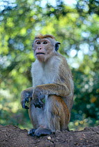 Dominant male Toque macaque. (Macaca sinica) Sri Lanka