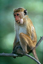 Young female toque macaque with full cheeks (Macaca sinica) Sri Lanka