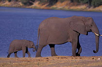 Female African elephant calf {Loxodonta africana) Chobe River Botswana