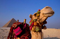 Dromedary camel near The Pyramids (Camelus dromedarius) Egypt