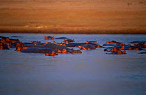 Submerged Hippos at dusk. {Hippopotamus amphibus} South Luangwa River Zambia