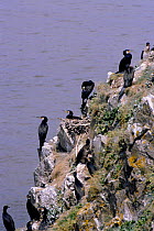 Common Cormorants nesting on sea cliffs (Phalacrocorax carbo) UK