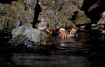 Mandarin duck pair, Kedrovaya Pad Reserve, eastern Russia (Aix galericulata)