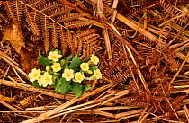 Common primrose growing amongst bracken {Primula vulgaris} Scotland UK