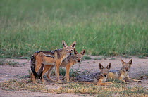 Four Black backed jackals {Canis mesomelas} Mala mala game reserve South Africa