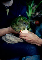 Female Kakapo {Strigops habroptilus} fed apple prior to release. Little Barrier Is New