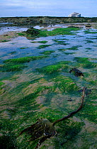 North Berwick beach at low tide with seaweeds. Scotland UK. Bass rock in background.