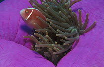 Pink anemonefish {Amphiprion perideraion} in sea anemone Indo-Pacific