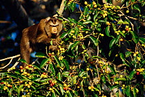 Pigtail macaque feeding in fruit tree. (M. nemestrina) Thailand Khao Yai NP.