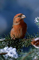 Male Red crossbill on pine tree (Loxia curvirostra) Germany