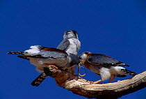 African pygmy falcons feed chick (Polihierax semitorquatus) Gemsbok NP South Africa