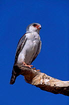 African pygmy falcon (Polihierax semitorquatus) Kalahari Gemsbok NP South Africa