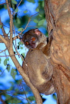 Northern sportive lemur in tree (Lepilemur septentrionalis) Madagascar, Ankarana SR
