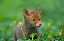 Red fox cub at a rehab centre. {Vulpes vulpes} Scotland UK