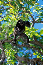 Mantled Howler Monkey. (Alouatta palliata) Costa Rica. Palo Verde.