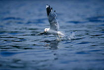 Common gull catching fish. (Larus canus)