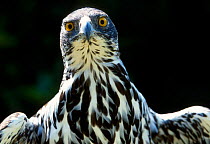 African hawk eagle portrait {Hieraaetus spilogaster} Zimbabw