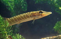 Juvenile Pike (Esox lucius) captive