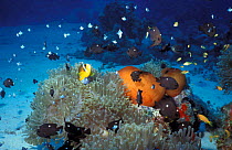 Galum sea anemone {Heteractis sp} with fish. Sanganeb reef Red Sea Sudan