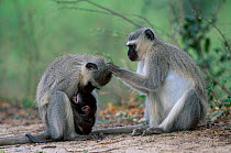 Vervet monkeys social grooming {Cercopithecus aethiops} Kruger NP South-Africa