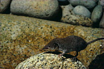 Lesser white toothed shrew (Crocidura sauveolens) Scilly Isles, UK